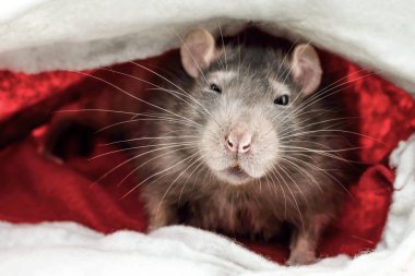 Gri şirin fare, kameraya bakarak sığınaktan çıktı.