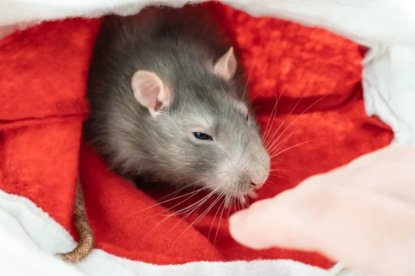 小灰鼠坐在红布的背景上 — 图库照片