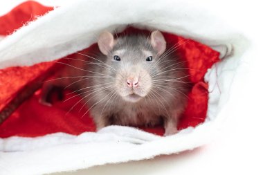 Beyaz arka planda materyallerin altında saklanan kameraya bakan gri bir farenin portresi.