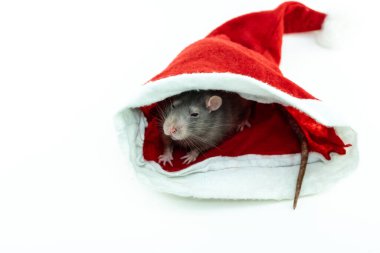 Beyaz bir arka planda Noel Baba şapkasında saklanan küçük gri bir fare.