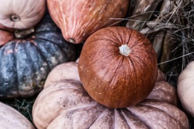 Turuncu balkabağı seti geniş ve küçük renkli arka plan yakın plan