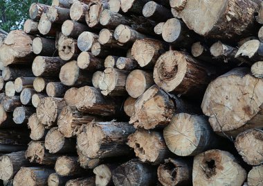 Çürümüş ve eski ağaçlardan ormanı temizleyen eski ağaç desenleri.