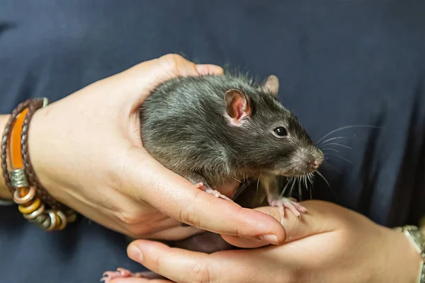 Negro Rata Dumbo Perfil Sienta Las Manos Una Mujer — Foto de Stock