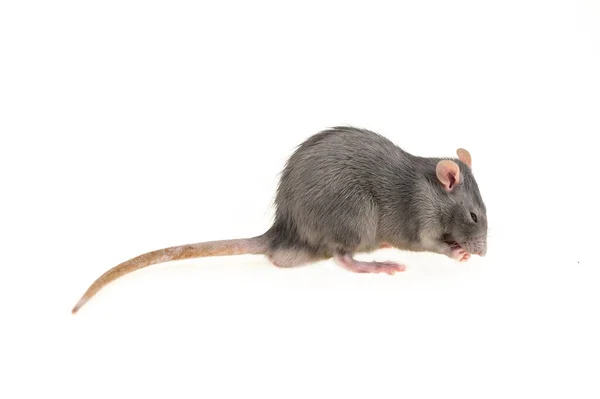 Gris Jeune Rat Domestique Assis Sur Ses Pattes Arrière Lave — Photo