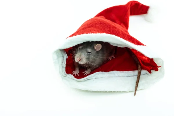 Gray Little Rat Hiding Santa Hat White Background — Stock Photo, Image