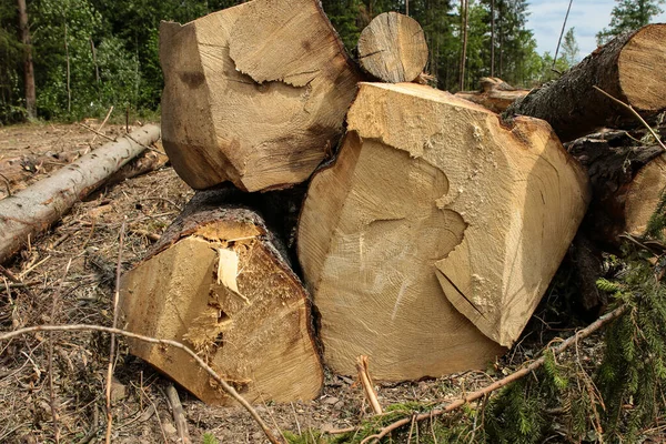 Pile Grumes Abattu Close Bord Inégal Motif Fond Logging — Photo