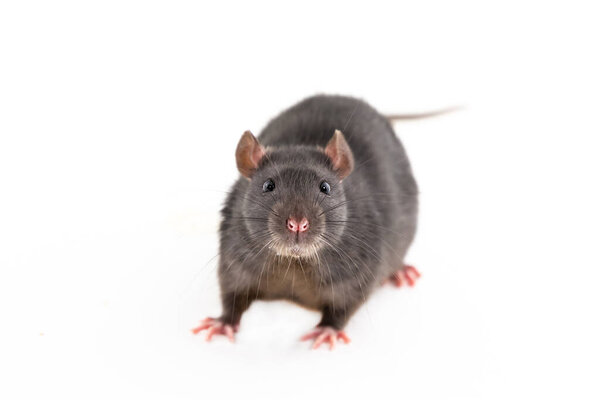 темно-коричневая крыса с большими черными глазами портрет домашнего животного на изолированном фоне