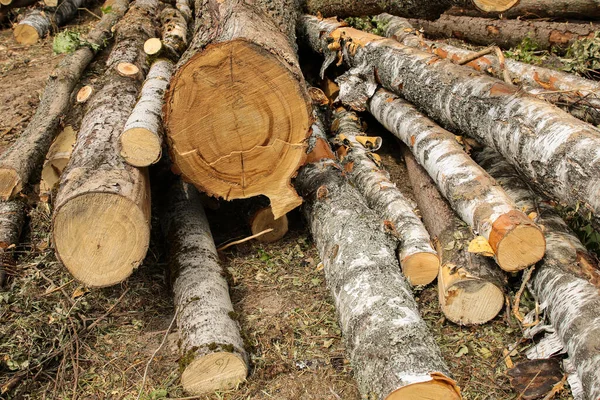 Yığınla Uzun Huş Ağacı Sandığı Yere Yığılmış Kereste Fabrikası — Stok fotoğraf