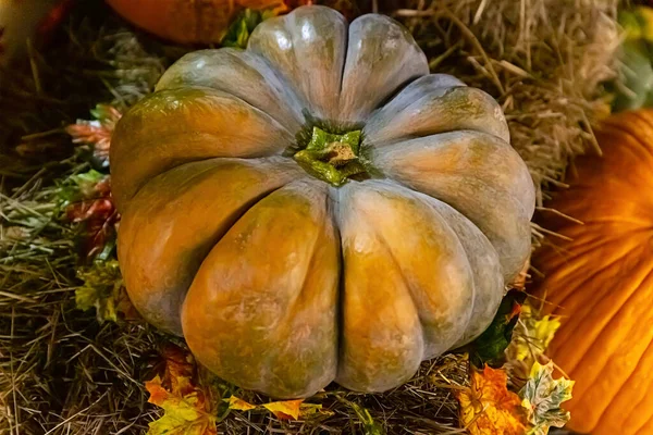 Citrouille Symbole Automne Légume Entier Tient Sur Foin — Photo