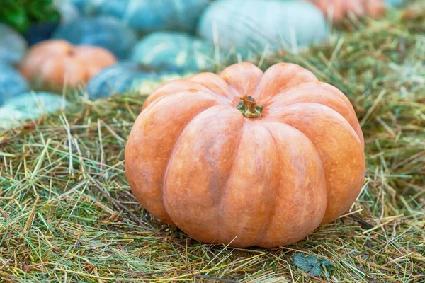 Calabaza Naranja Fresca Encuentra Heno Seco Marrón Cosecha Otoño —  Fotos de Stock