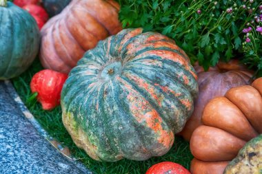 çok renkli balkabağı yeşili ve sarı dekor sonbahar festivali hasat festivali
