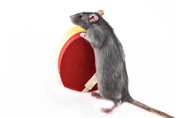 Gray Rat Stands Its Hind Legs Heart Shaped Giftbox Isolate — Stock Photo, Image
