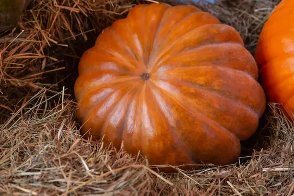 Calabaza Brillante Anaranjada Yace Sobre Heno Primer Símbolo Otoñal Verdura —  Fotos de Stock