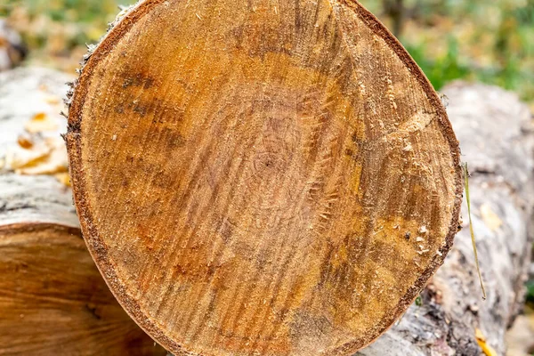 Serraria Vidoeiro Logs Serrado Closeup Fundo Luz Madeira Bege — Fotografia de Stock