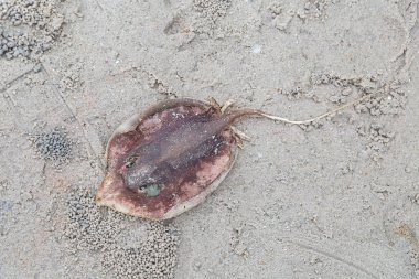 Uzun kuyruklu Whipray vatozu kumlu sahile atıldı.