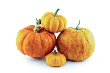 İzole arka planda sonbaharın büyük ve küçük çeşitli portakal kabakları.