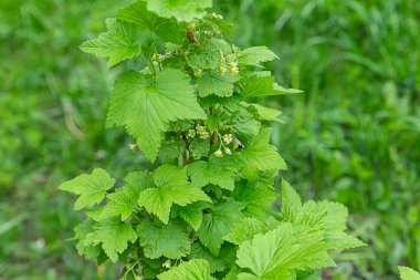 yemyeşil üzümlü çalılar, güneş alan arka planda tomurcuklar.