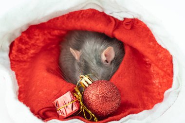 Kırmızı arka planda hediyelerin arkasına saklanan gri sıçan.