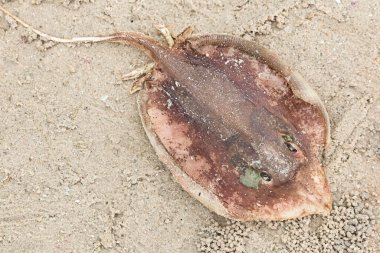 Kumlu bir sahil arka planında uzun kuyruklu, açık sularda iğne izi olan kahverengi vatoz.