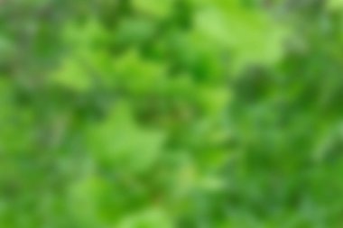 Parlak soyut yeşil arka plan. Bulanık arkaplan dokusu bulanıklığı