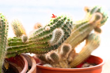 Kaktüs. Dekoratif ev bitkisi. Yakın çekim.