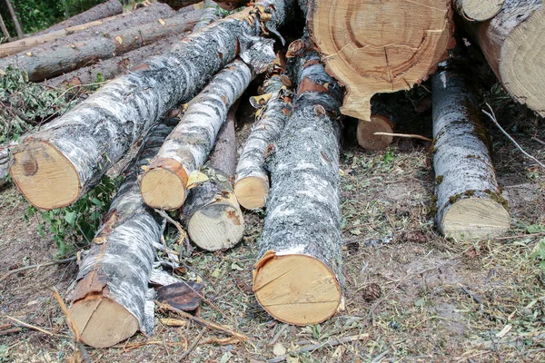 Ağaç Kabuğu Olan Huş Kütükleri Yerde Yatıyor Kereste Fabrikası Hasat — Stok fotoğraf