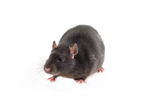 Ratte Mit Dunkelgrauen Haaren Niedliche Haustiere Groß Und Flauschig Nahaufnahme — Stockfoto