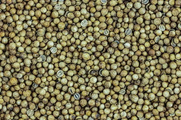 Coriander Seeds Dried Background Seasoning Texture Natural — Stock Photo, Image