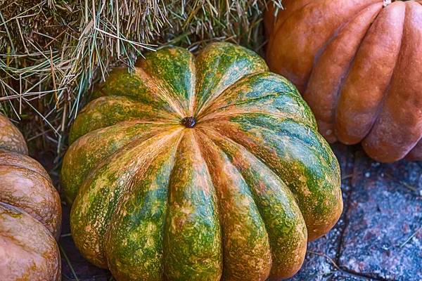 Citrouille Verte Orange Mûre Dresse Sur Fond Foin Gros Plan — Photo