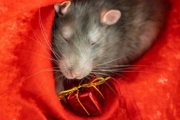 Cute Gray Rats Portrait Gift Bright Wrapper Red Background — Stock Photo, Image