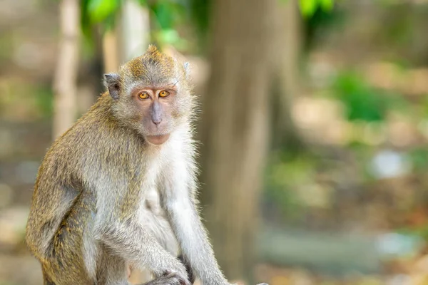 鮮やかな目をしたかわいいタイのマカクは熱帯の背景に足を組んで座っています — ストック写真