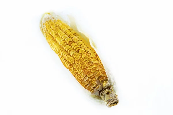 Corn Old Cob Dried Kernels White Isolated Background — Stock Photo, Image