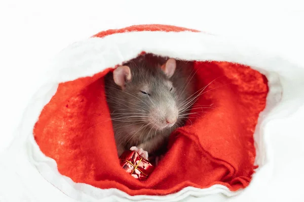 Rata Gris Sienta Sombrero Rojo Navidad Con Regalo Año Nuevo — Foto de Stock