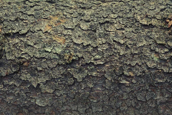 Árvore Sólida Casca Marrom Escuro Fundo Sólido Madeira Natural — Fotografia de Stock