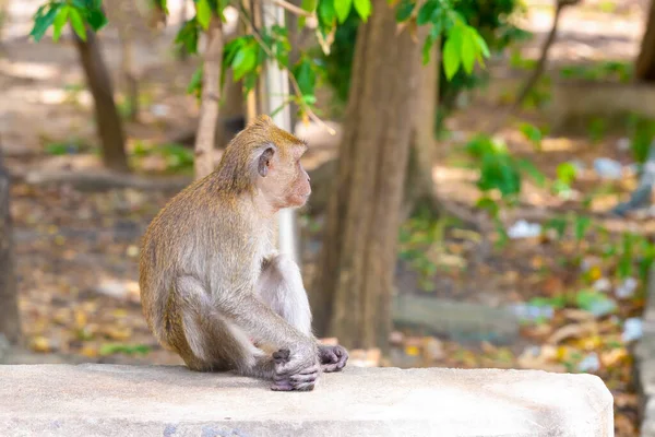 太陽の光の下で背中をカメラに向けて石の上に座っているタイのマカク — ストック写真