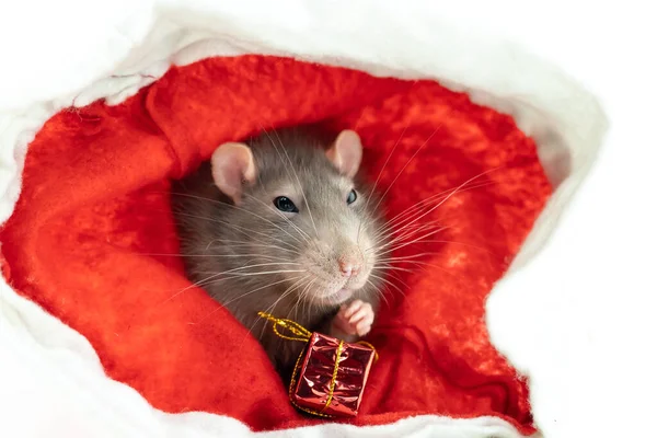 Cute Light Gray Rat Sits Gift Red Background — Stock Photo, Image