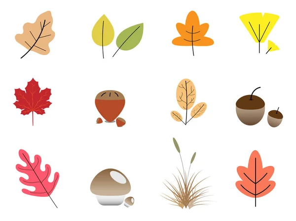 Blätter Pflanze Bunt Für Den Herbst Und Weißen Hintergrund — Stockfoto