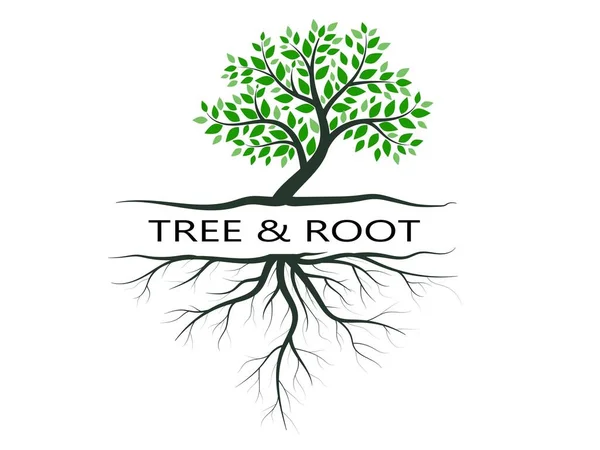緑の葉を持つ木や根は美しく さわやかなように見えます 木と根 Logo Style — ストックベクタ