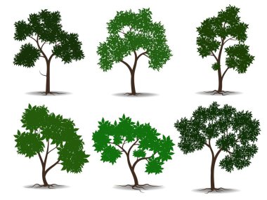 Yeşil yapraklı ağaçlar güzel ve ferahlatıcı görünüyor. Ağaç ve kökler LOGO biçimi.