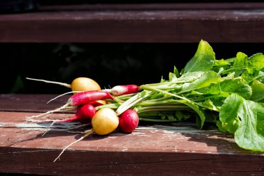 Daha önce verandada turp çok renkli