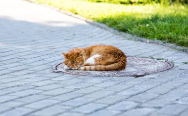 Kırmızı kedi kuyu sokakta uyku