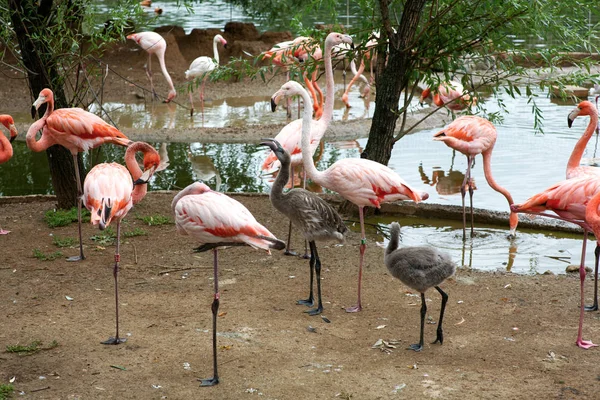 Flamingos Cubs Zoo Moscow — Stock Photo, Image