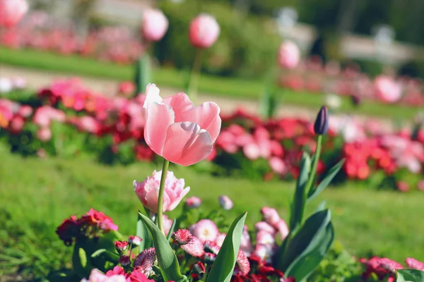 Pink Spring Tulip Park Fragrance — Stock Photo, Image