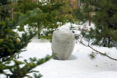iğne yapraklı Bahçe kış barınağı spunbond