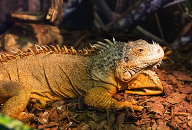 iguana akvaryum lambası altında