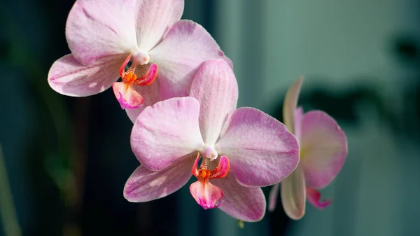 美丽的蝴蝶兰花 — 图库照片