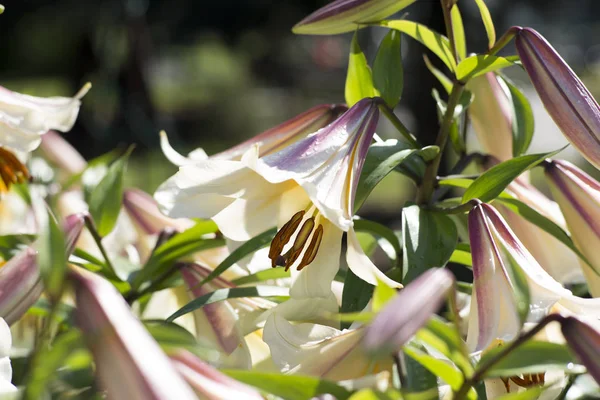 白色和粉红色百合花的布什 — 图库照片