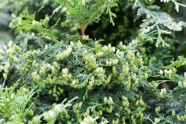 De vruchten van Thuja tak — Stockfoto