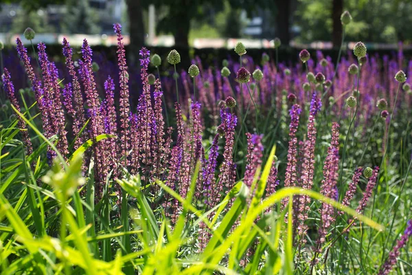 Salvia bloeit in het park — Stockfoto
