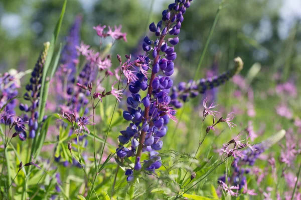 Lupin Field Cornflowers — Stock Photo, Image